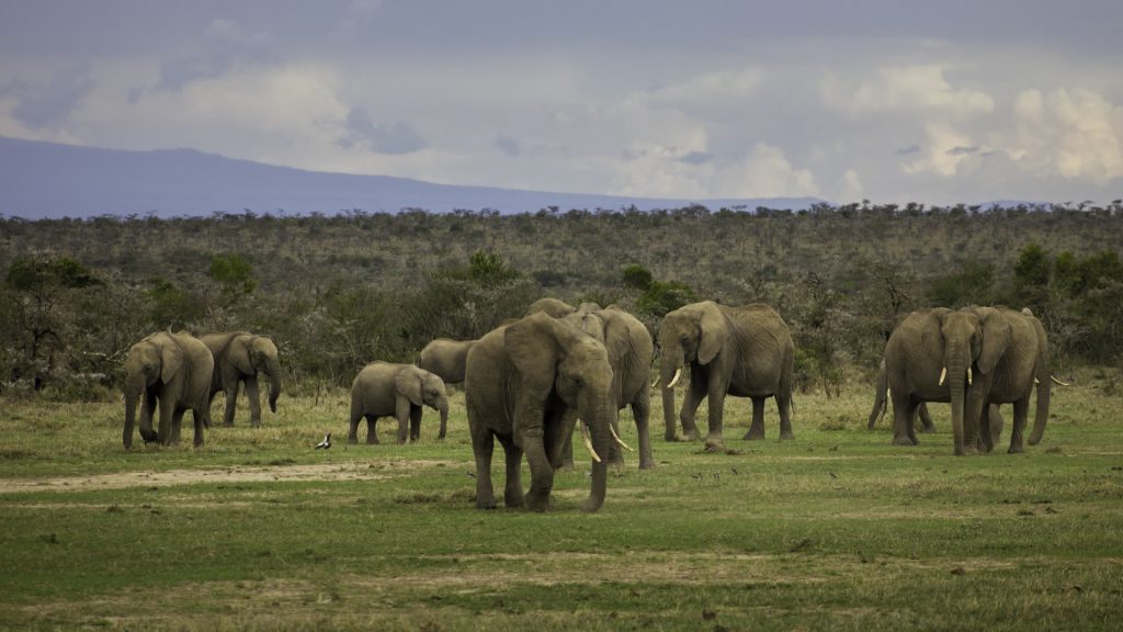 Kenya safari