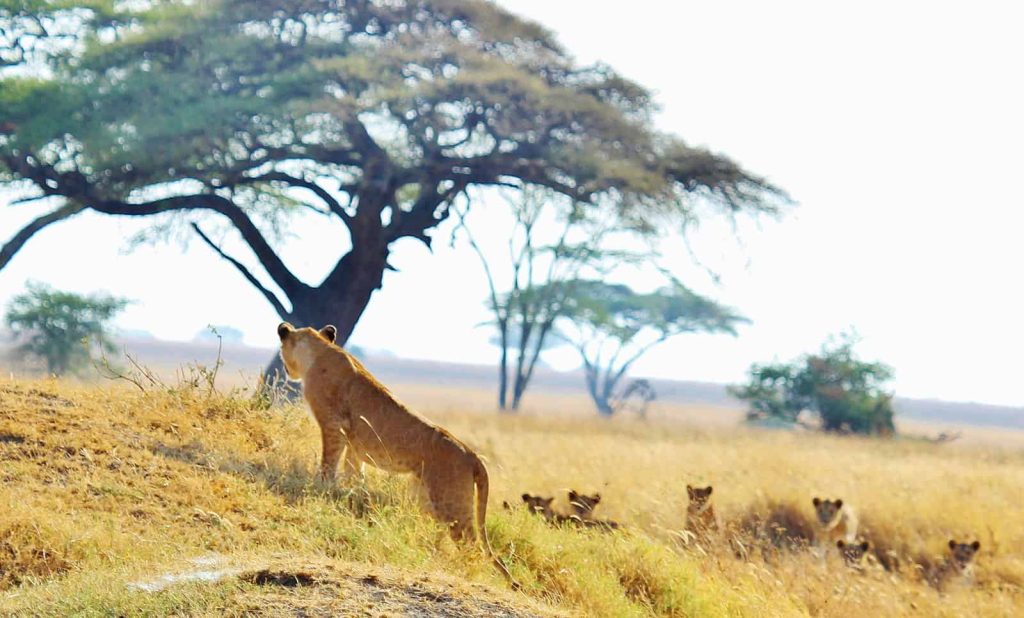 African Safari Tours and Packages