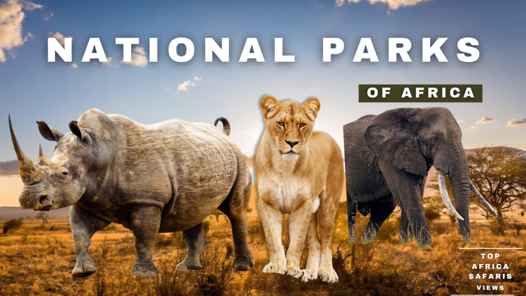 African Safari Tours and Packages