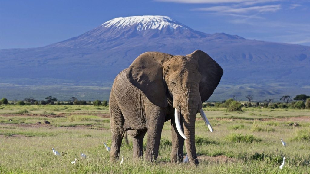 luxury kenya safaris by Top Africa Safaris
