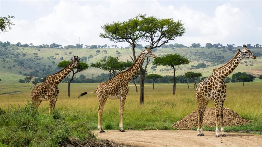 luxury kenya safaris by Top Africa Safaris
