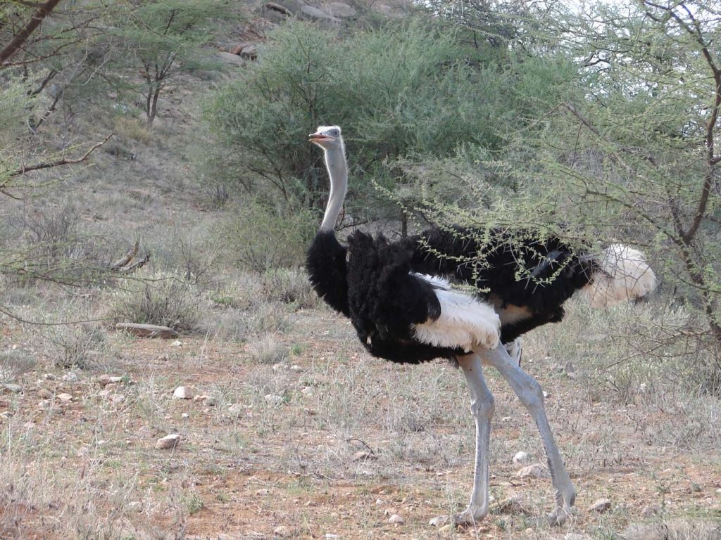 luxury kenya safaris by Top Africa Safaris