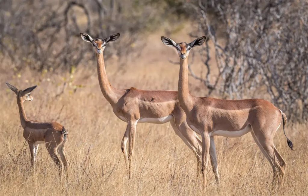 luxury kenya safaris by Top Africa Safaris