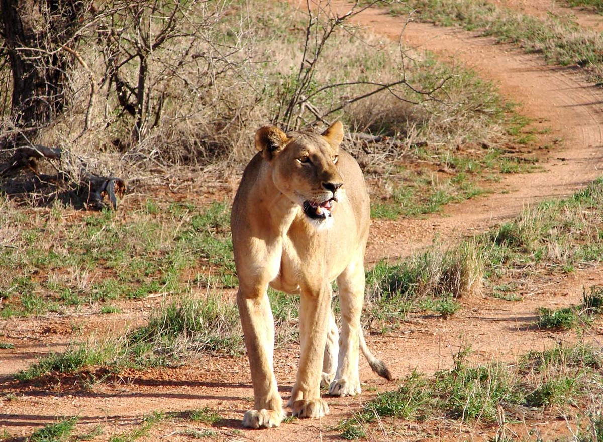 Kenya Safaris