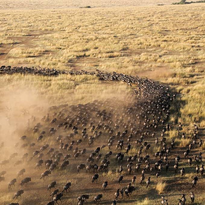 the great wildbeest migration