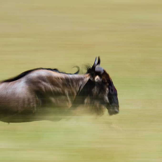 the great wildbeest migration