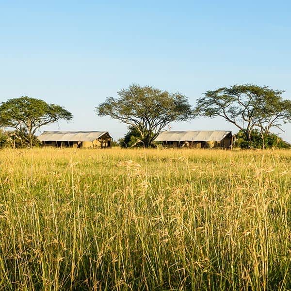 serengeti plains