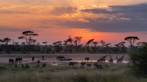 Kenya Safari