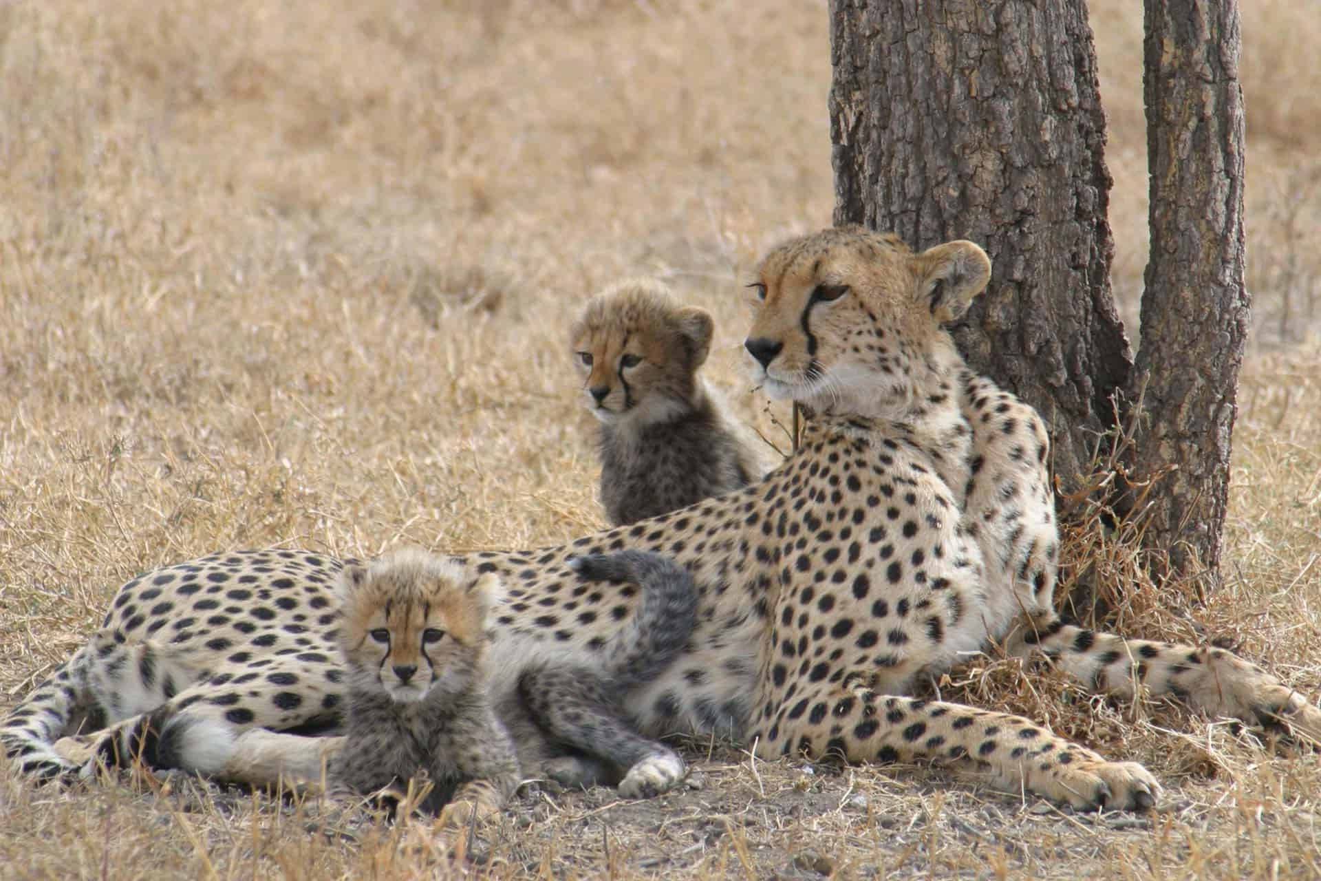 The Best Kenya Safaris in 2025?