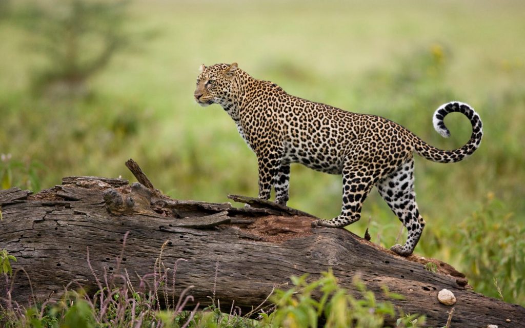 masai mara leopard