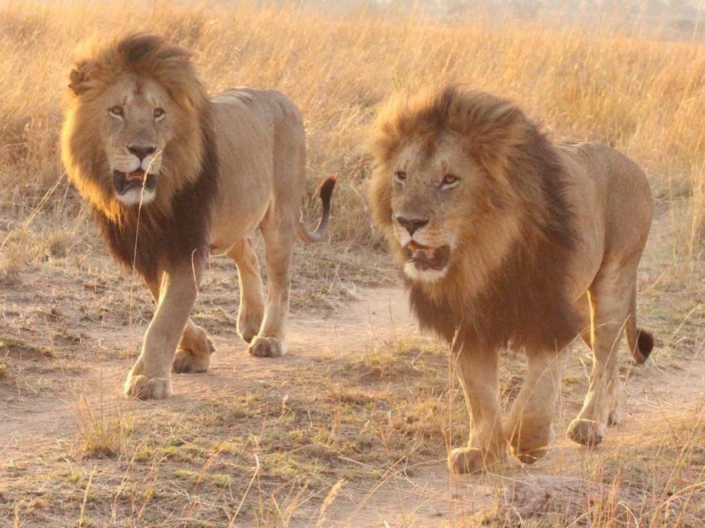 masai mara lions